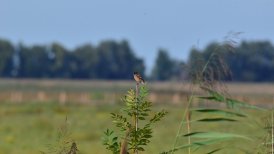 biesbosch 2022-09-06 227